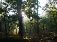 2016-10-09 Les gorges d Apremont 0012